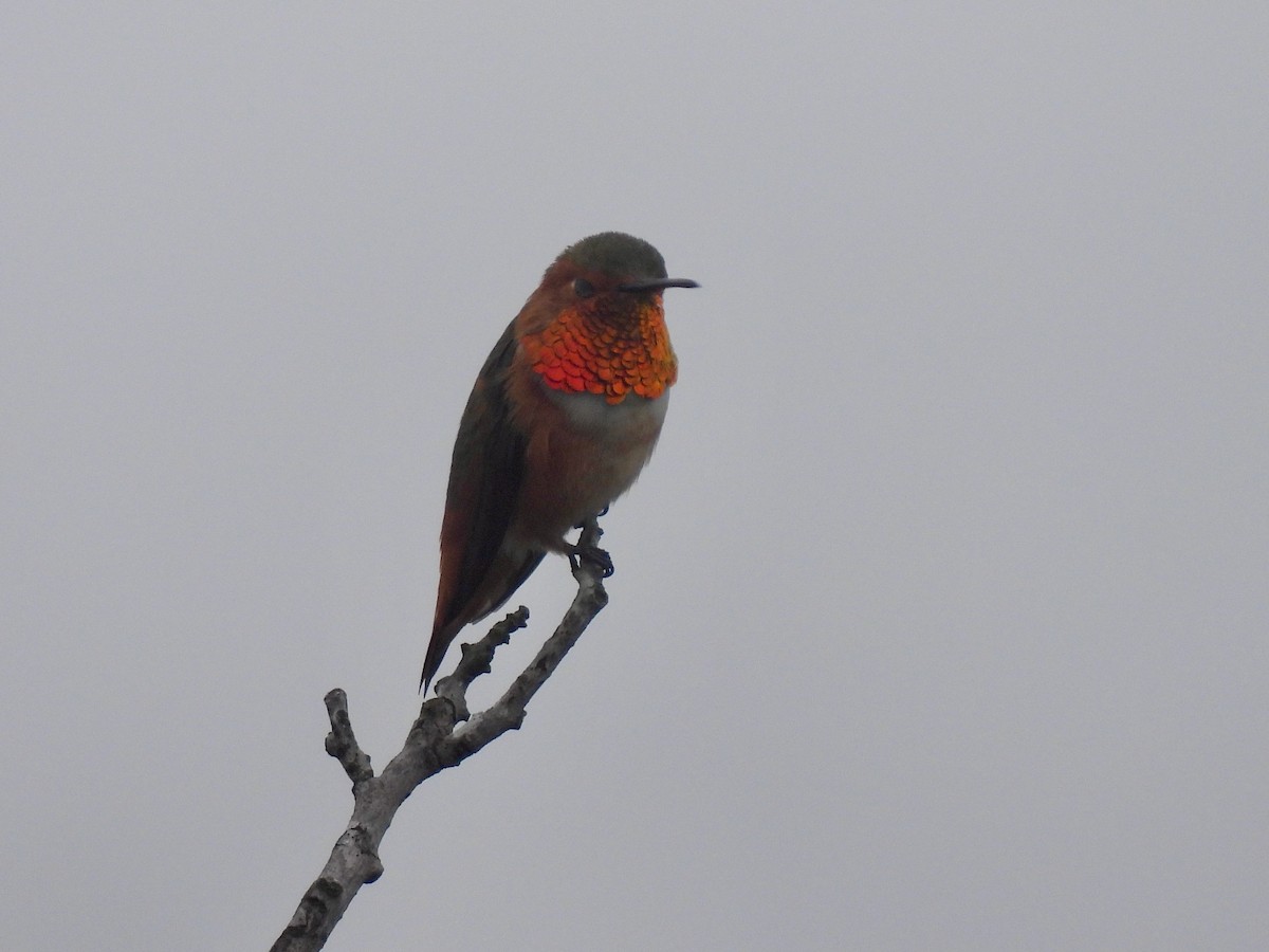 Allen's Hummingbird - ML646953694