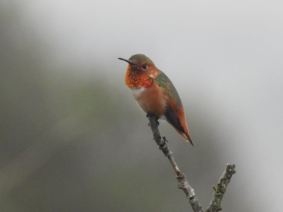 Allen's Hummingbird - ML646953696