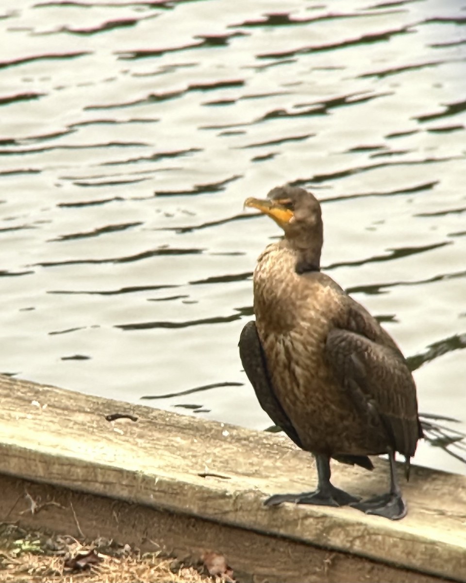 Double-crested Cormorant - ML646953698