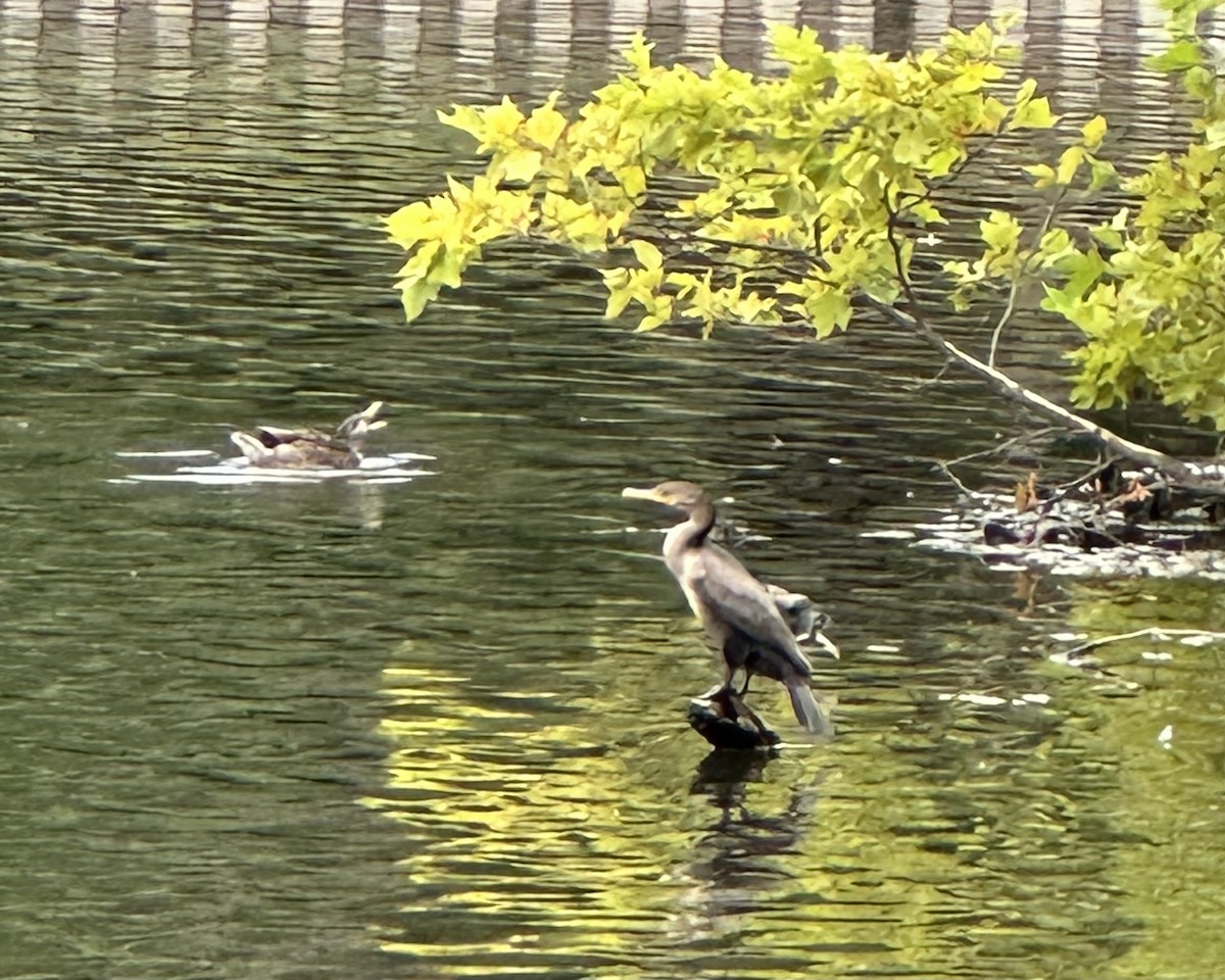 Double-crested Cormorant - ML646953699