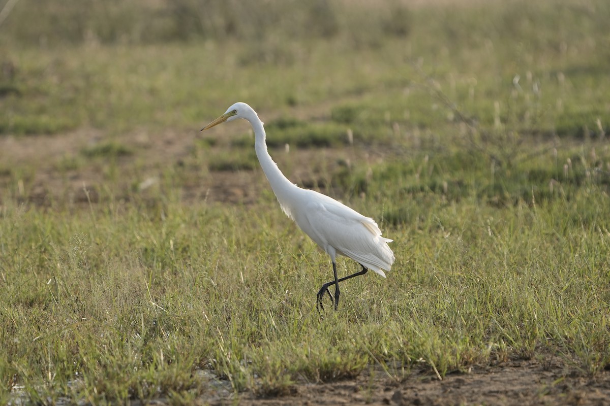 Medium Egret - ML646953702