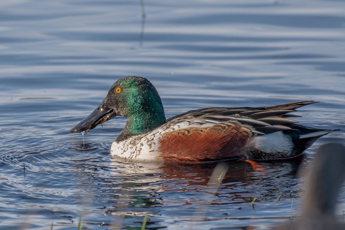 skjeand - ML646953703