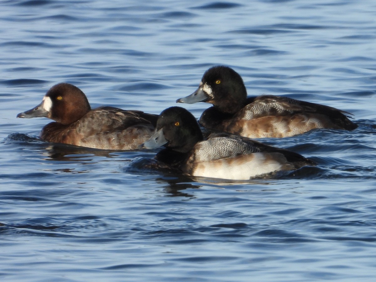 צולל ימי - ML646953704