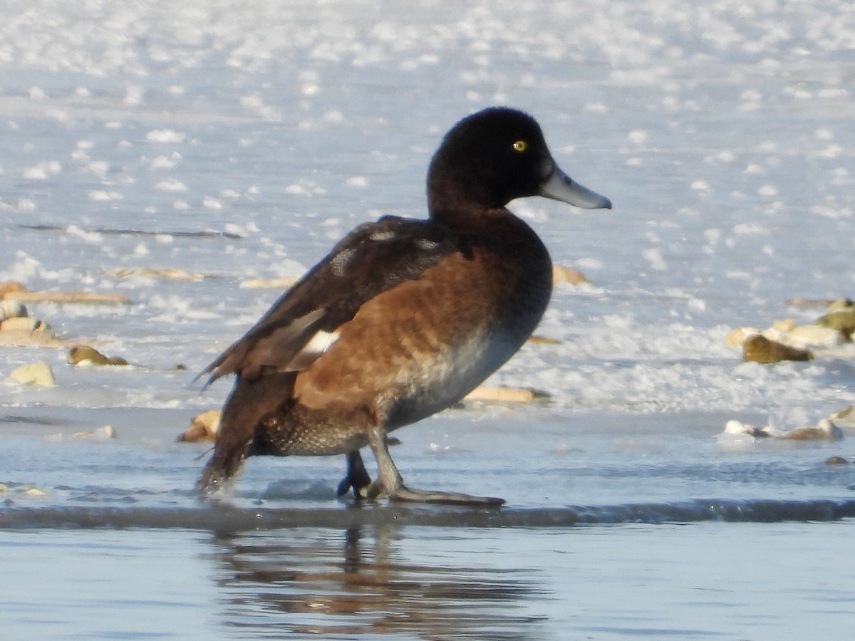 צולל ימי - ML646953705