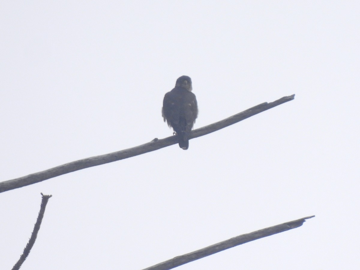 Belatz txikia - ML646953706