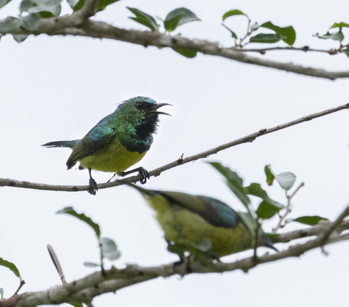 Collared Sunbird - ML646953708