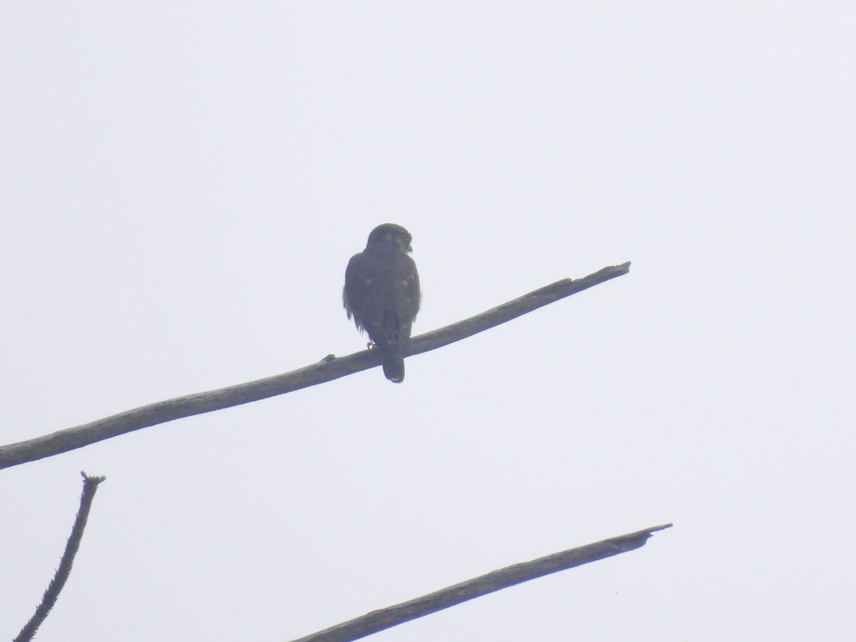 Belatz txikia - ML646953709