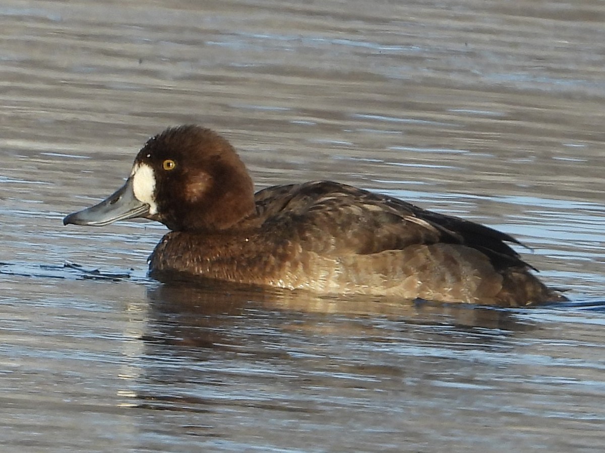 צולל ימי - ML646953711