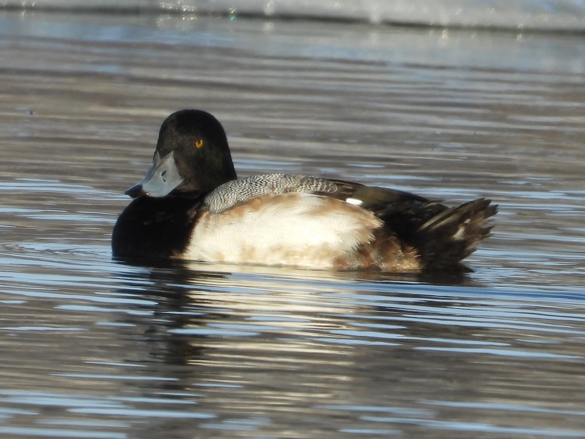 צולל ימי - ML646953714