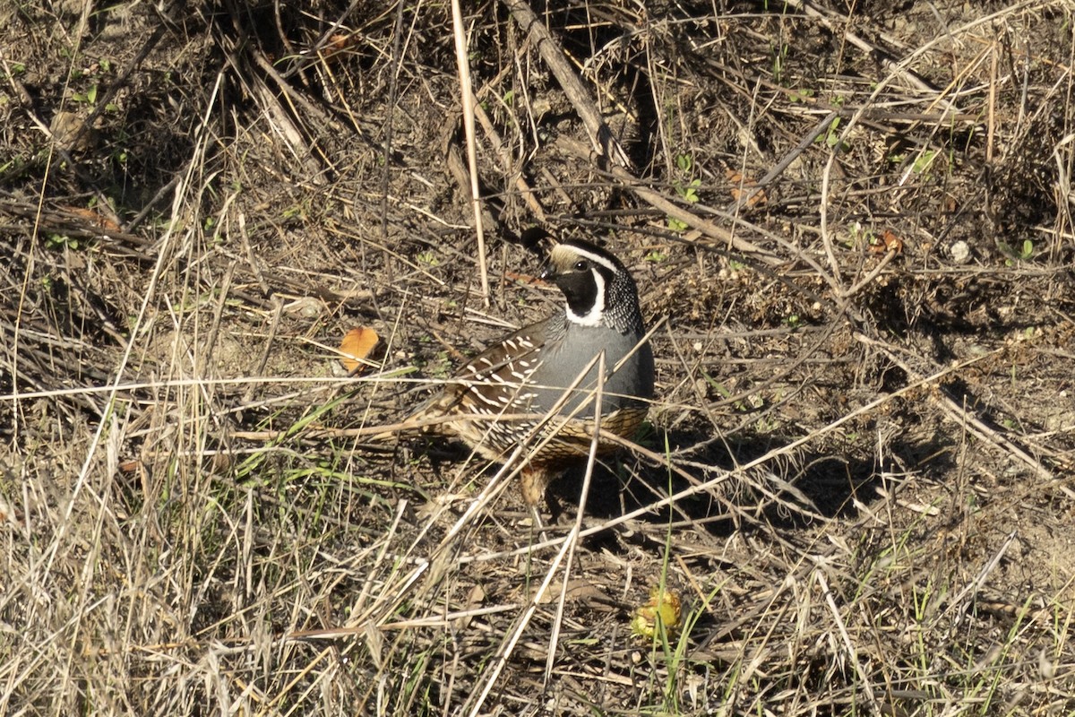 California Quail - ML646953715