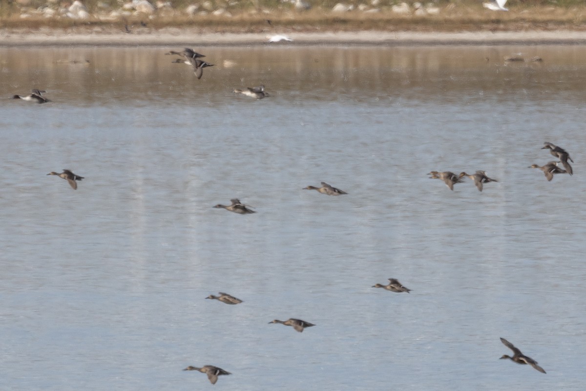 Northern Pintail - ML646953719