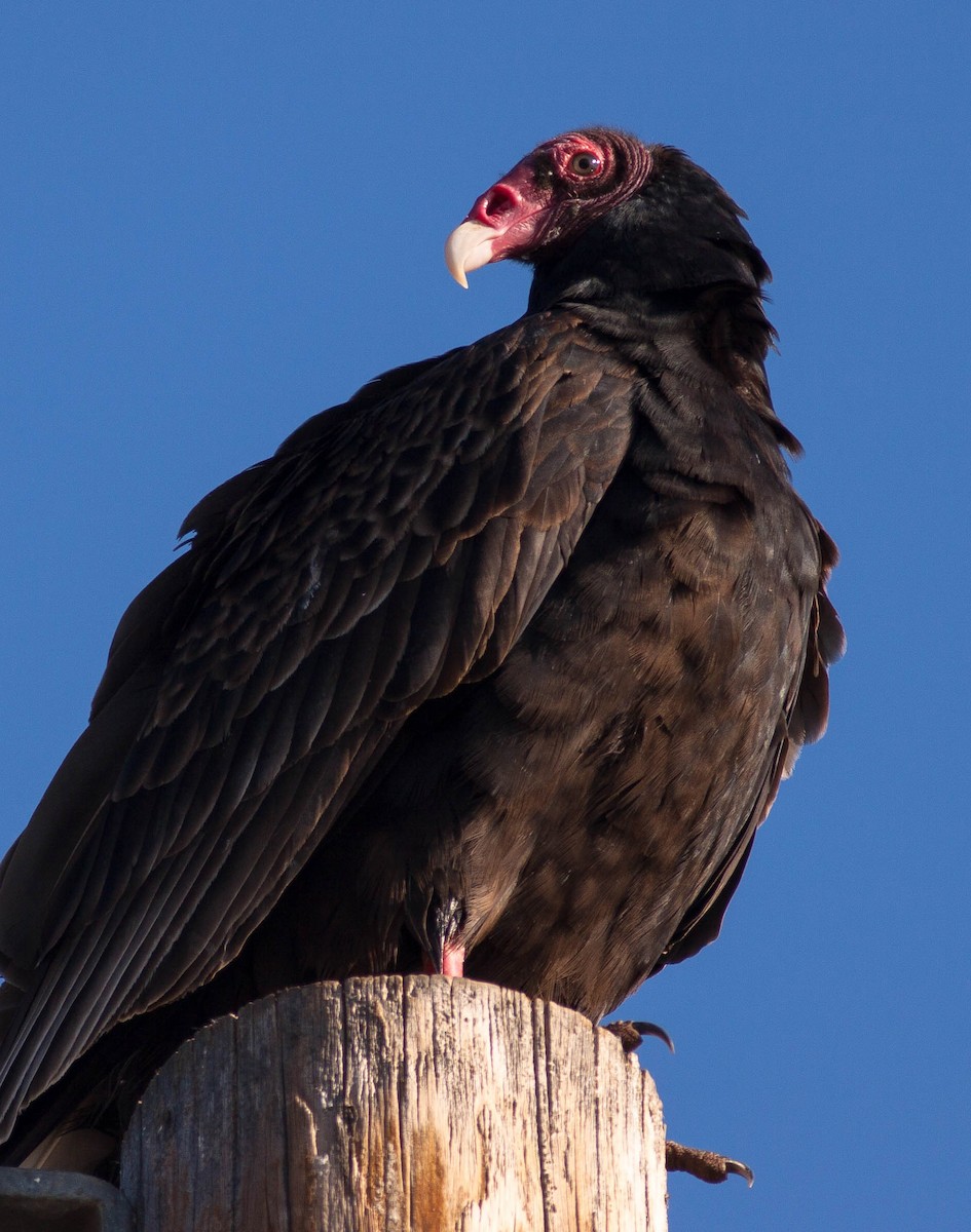 kondor krocanovitý - ML646953722