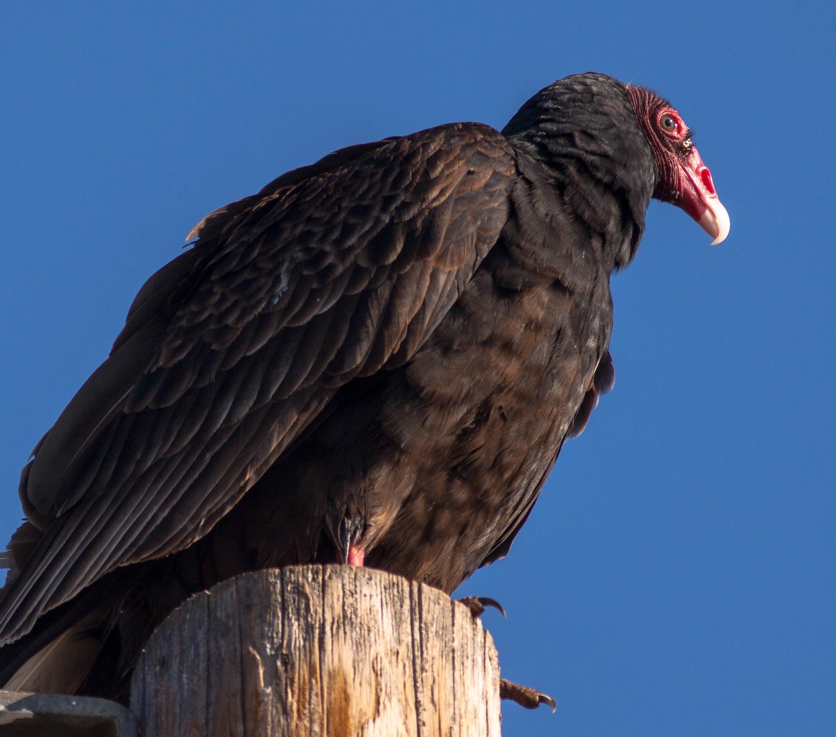 kondor krocanovitý - ML646953723