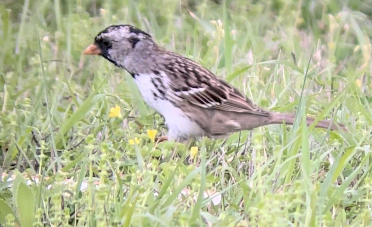 Лесная зонотрихия - ML646953726