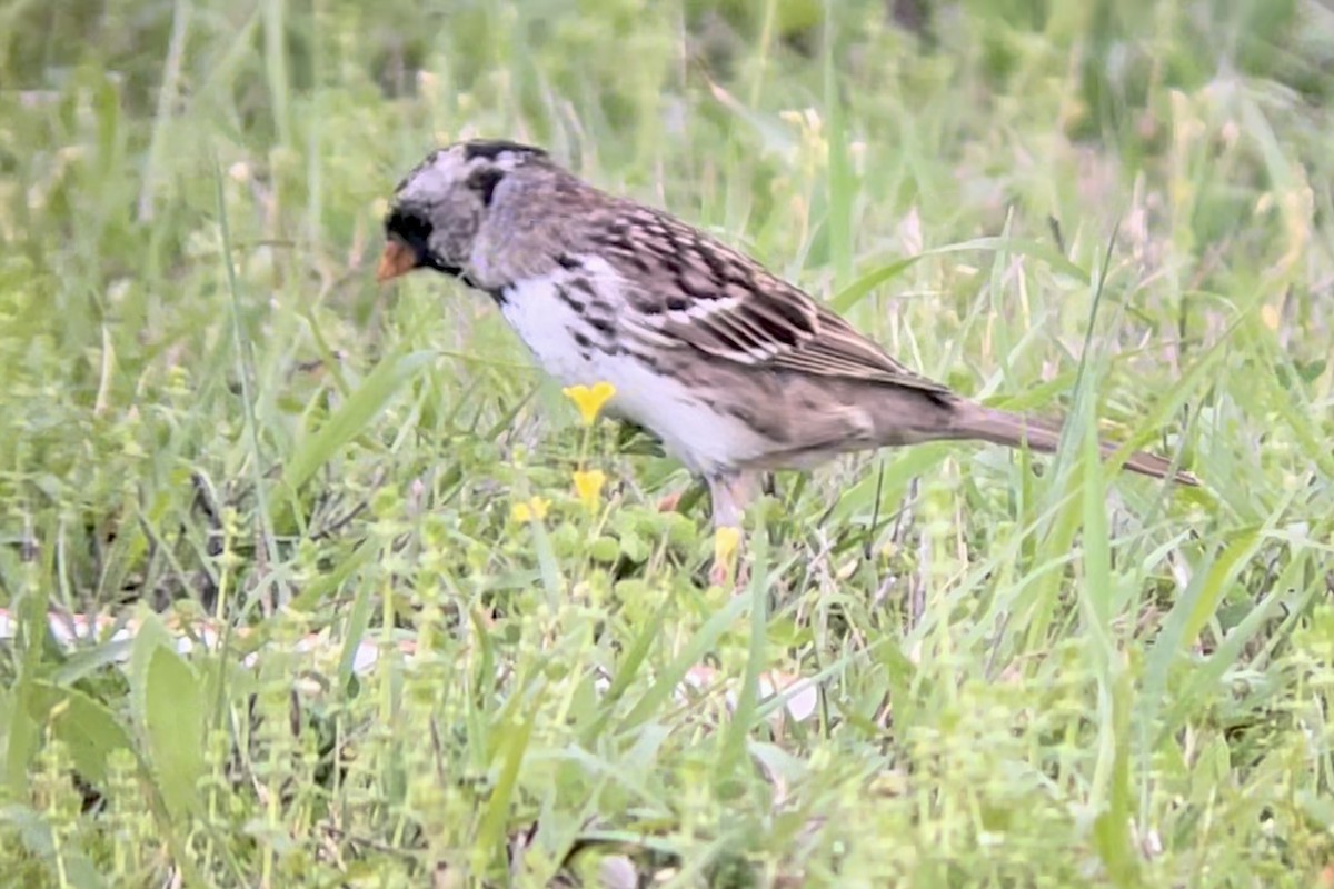 Лесная зонотрихия - ML646953727