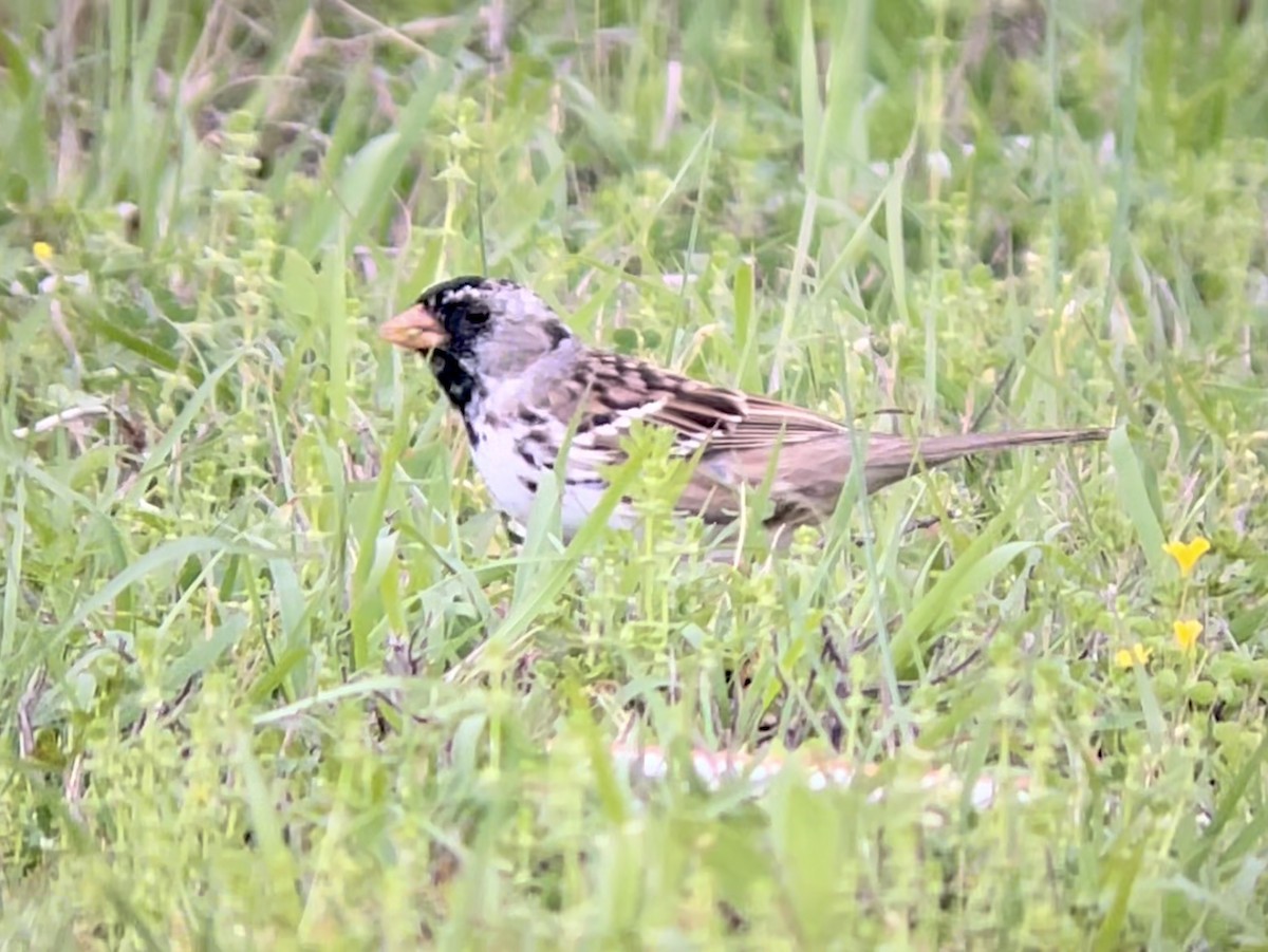 Лесная зонотрихия - ML646953728