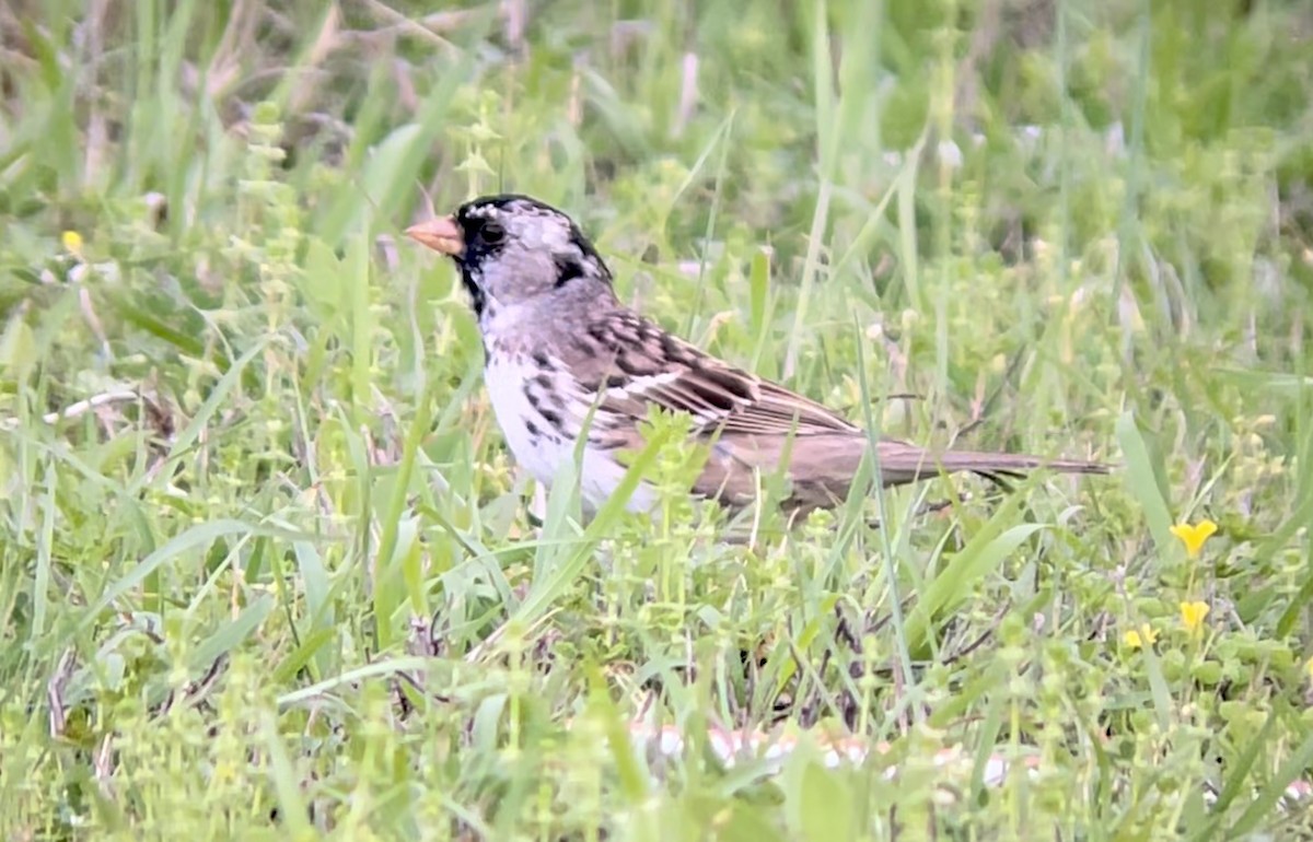 Лесная зонотрихия - ML646953729