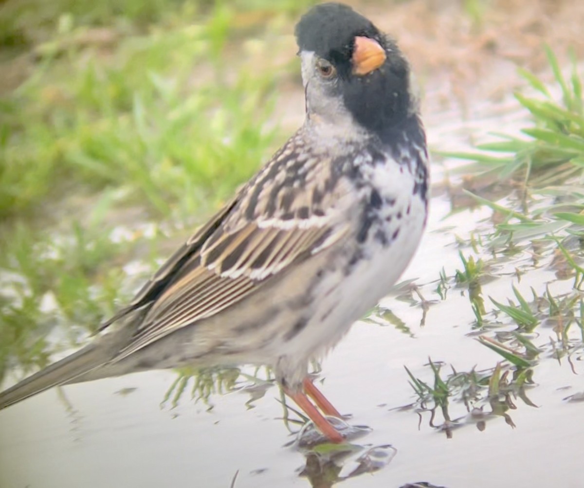 Лесная зонотрихия - ML646953730