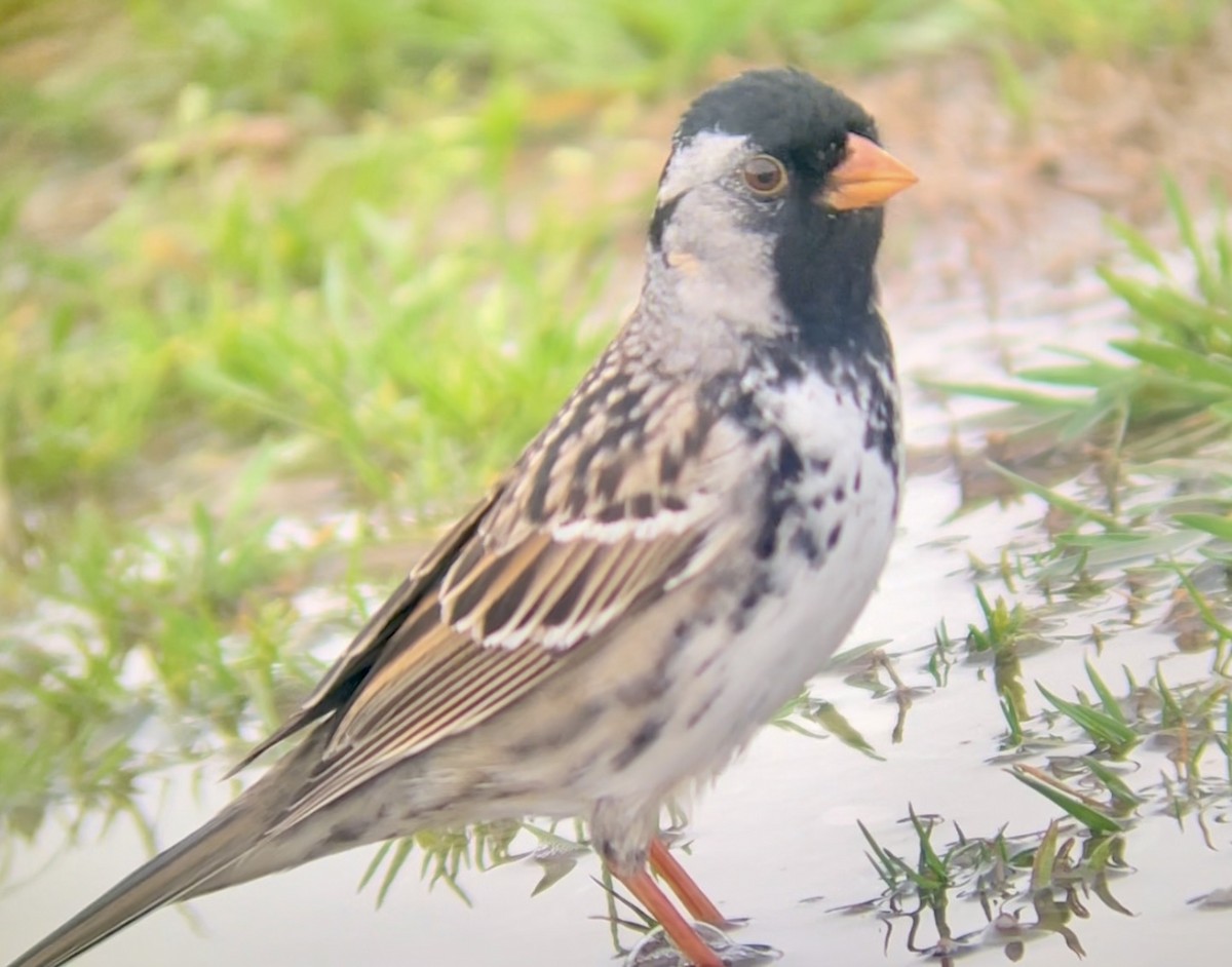 Лесная зонотрихия - ML646953731