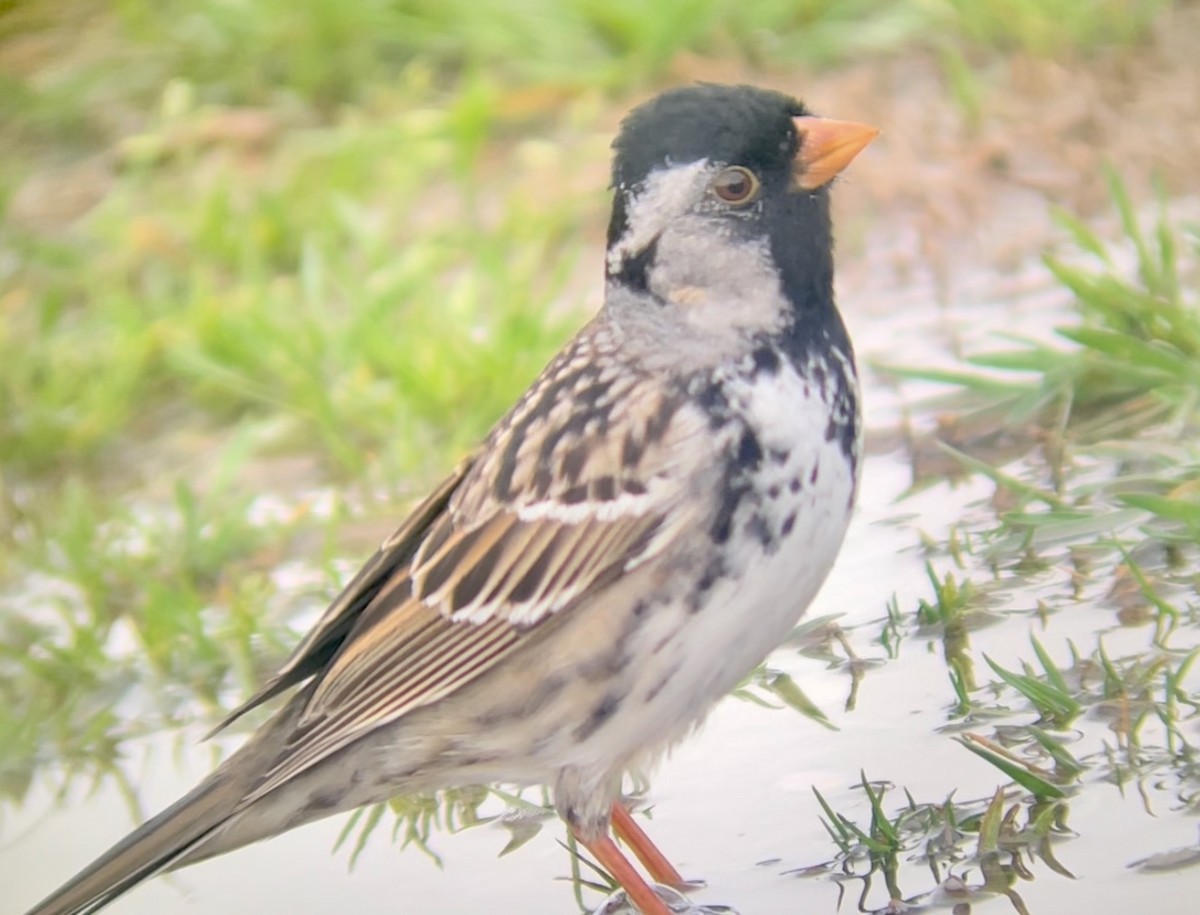 Harris's Sparrow - ML646953732