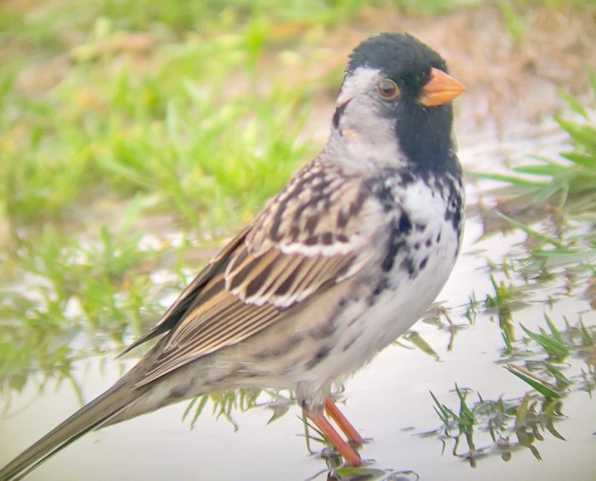 Harris's Sparrow - ML646953733