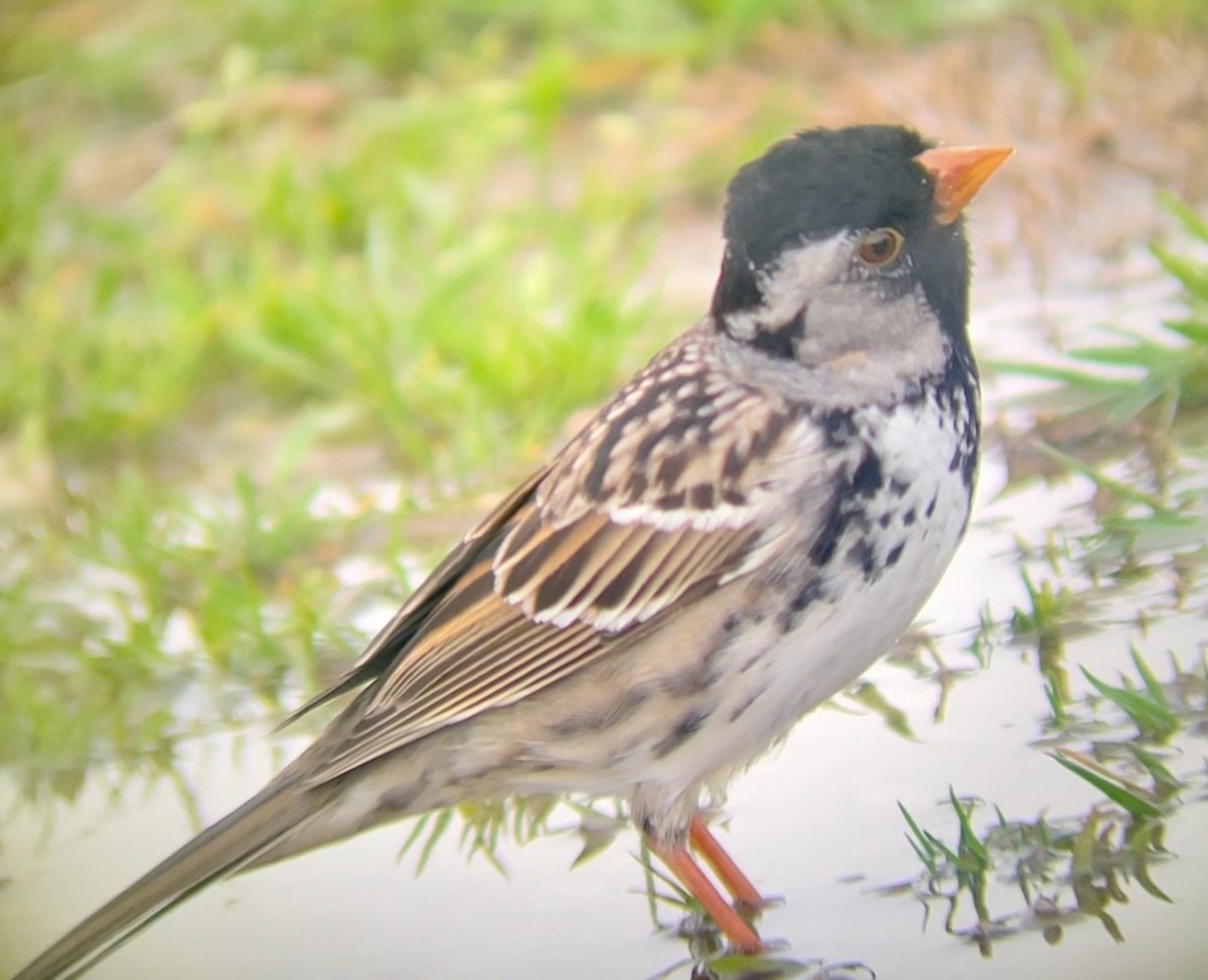 Harris's Sparrow - ML646953734