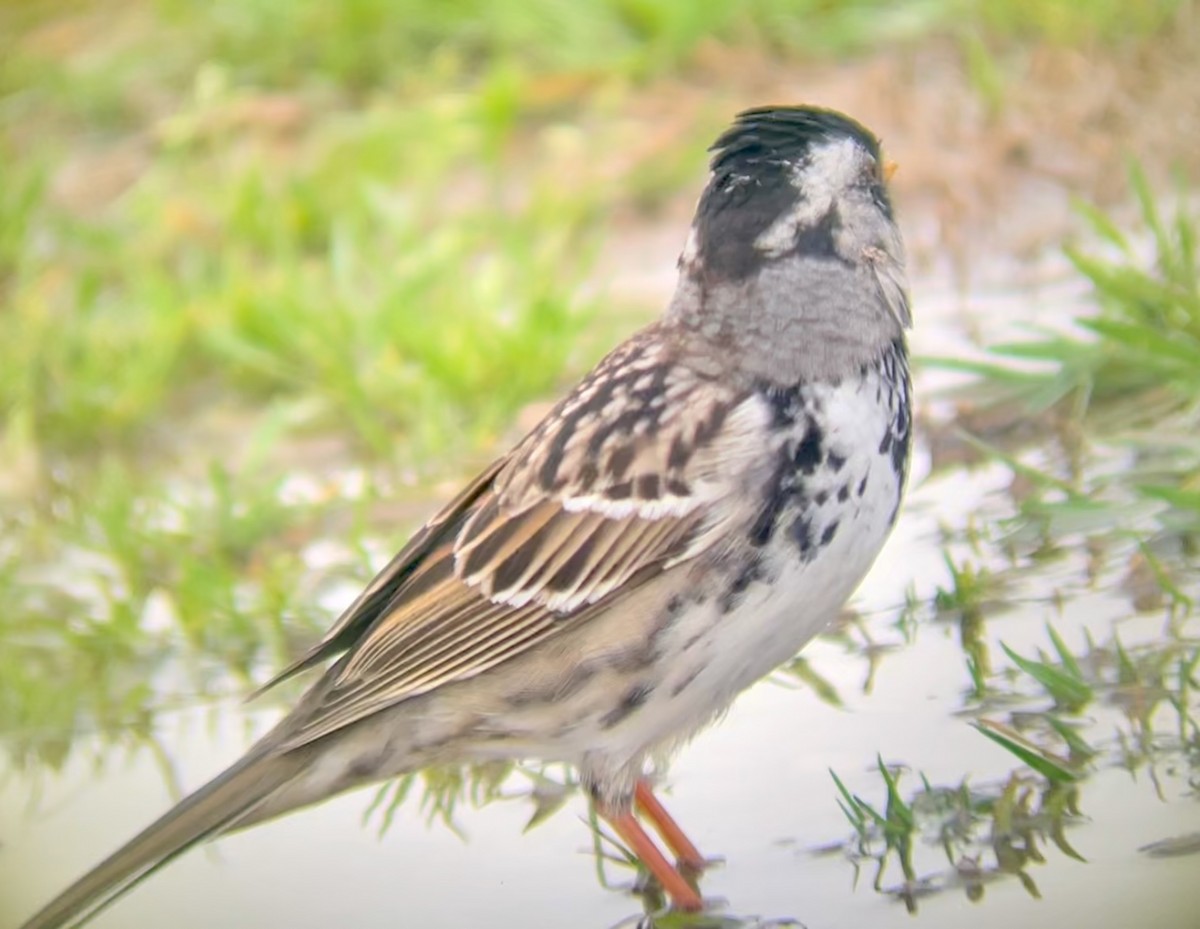Harris's Sparrow - ML646953735
