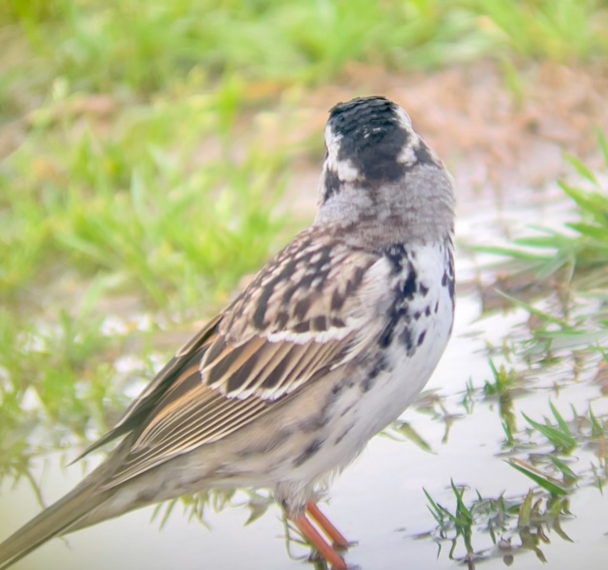 Harris's Sparrow - ML646953737