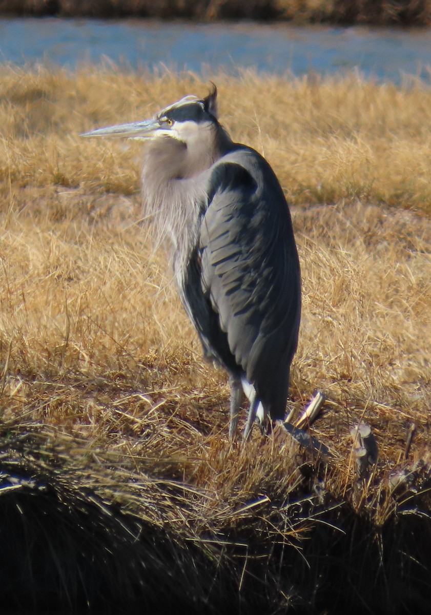 Great Blue Heron (Great Blue) - ML646953738