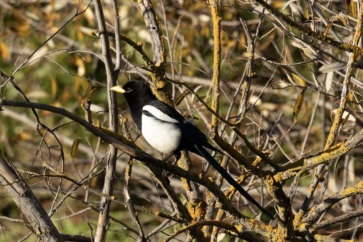 Yellow-billed Magpie - ML646953739