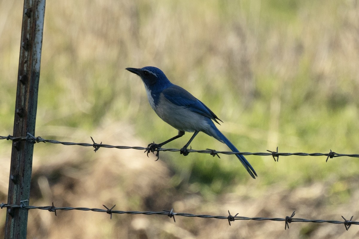 Geai buissonnier - ML646953748