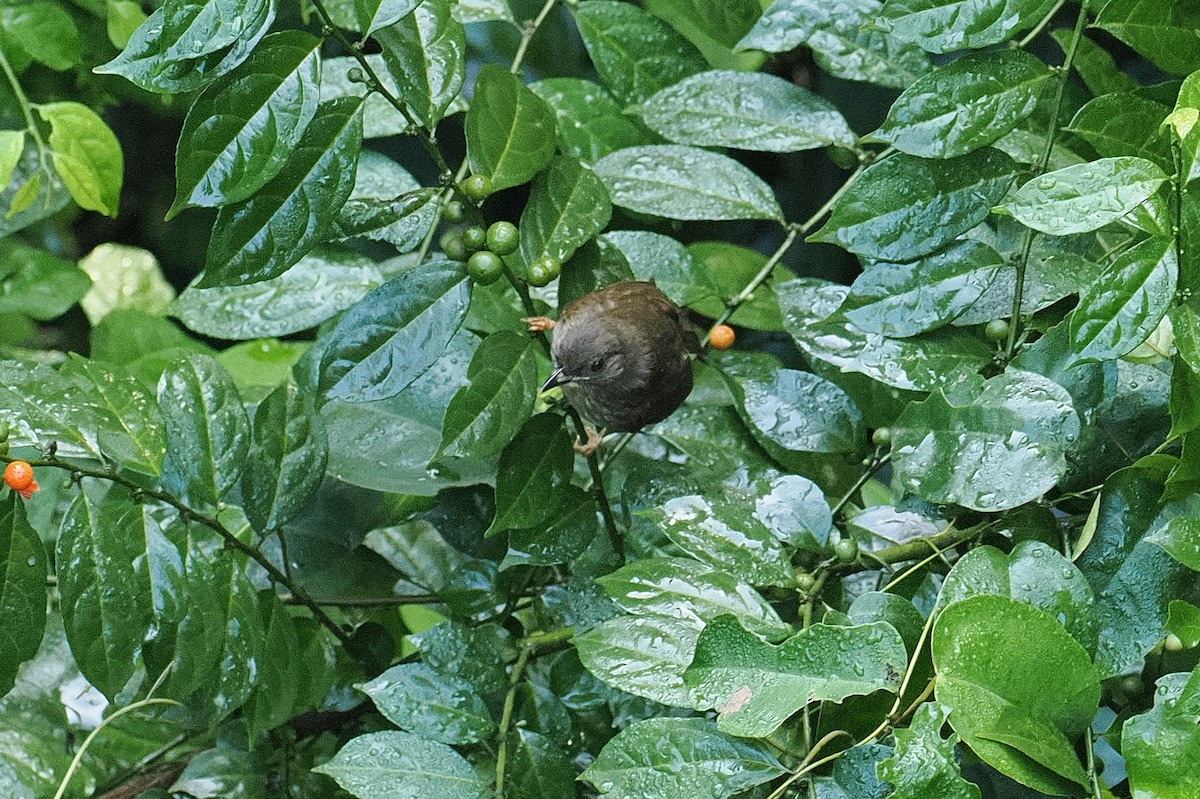 Кромбек західний - ML646953751