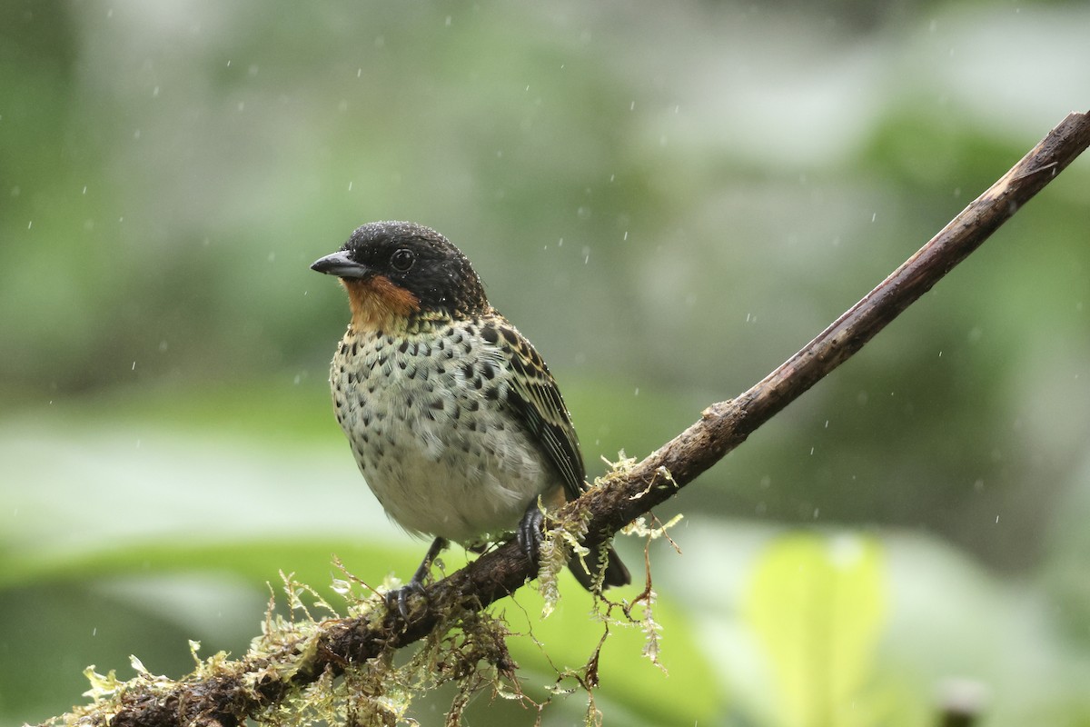 Rostkehltangare - ML646953752