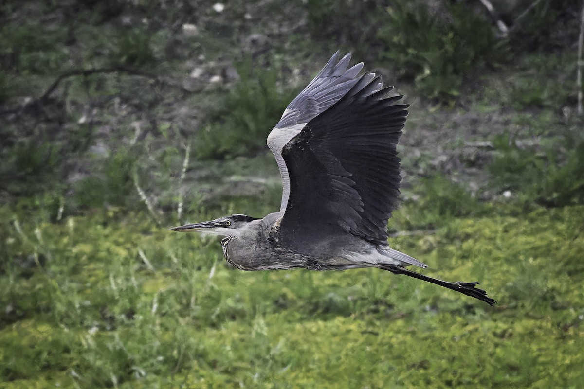 Great Blue Heron - ML646953753