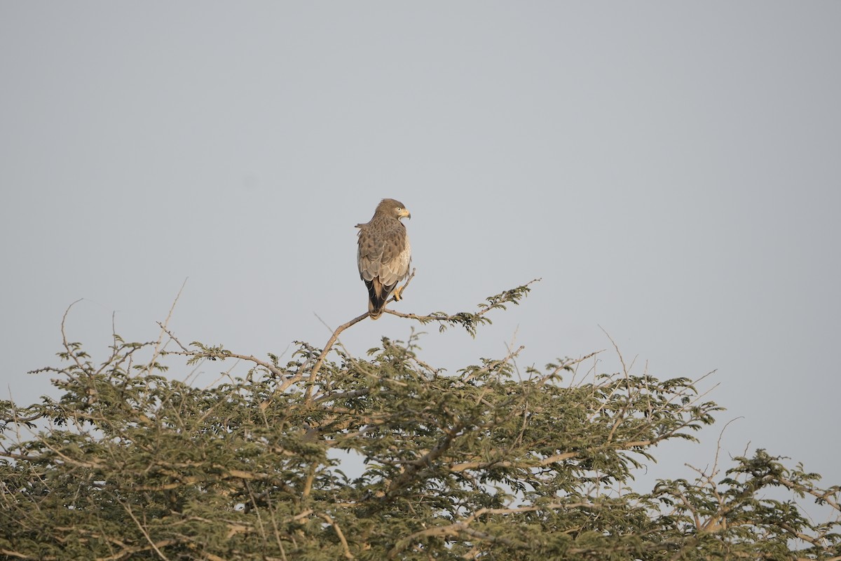White-eyed Buzzard - ML646953755