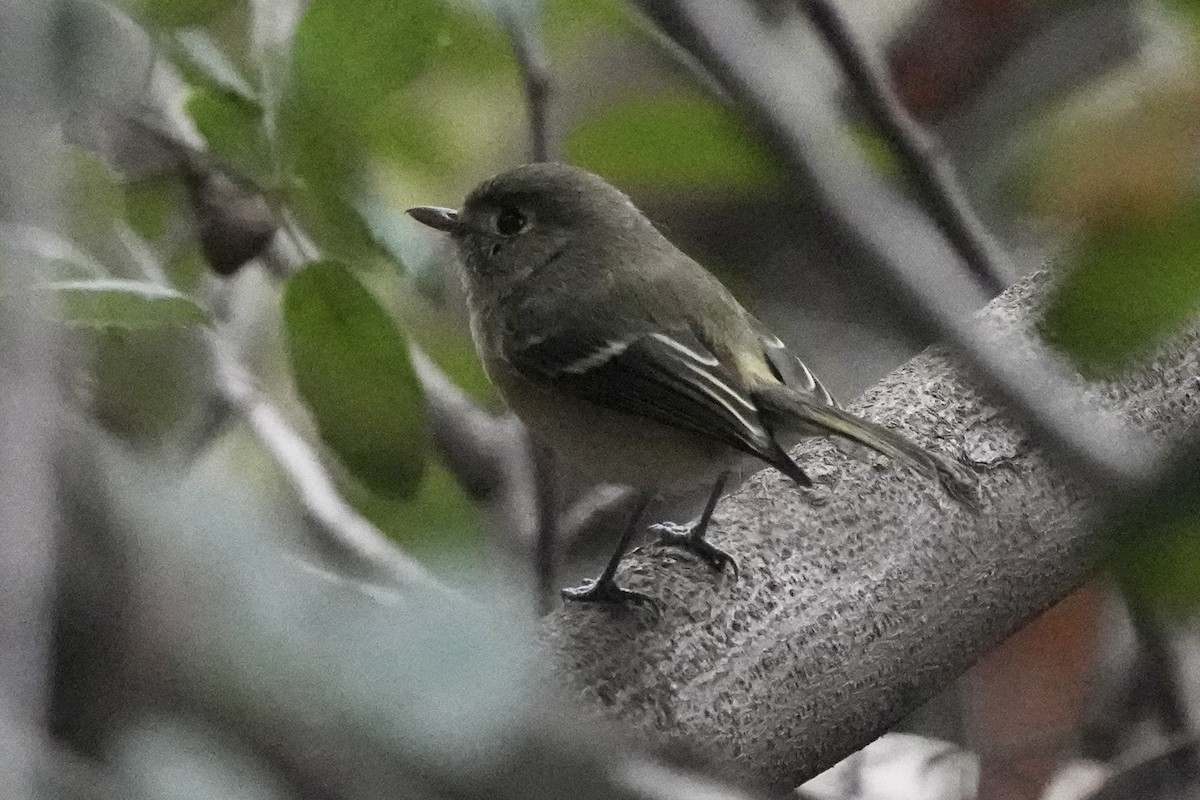 Короткоклювый виреон - ML646953761