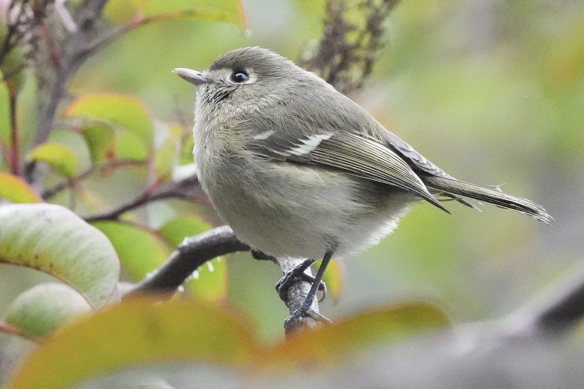 Короткоклювый виреон - ML646953762