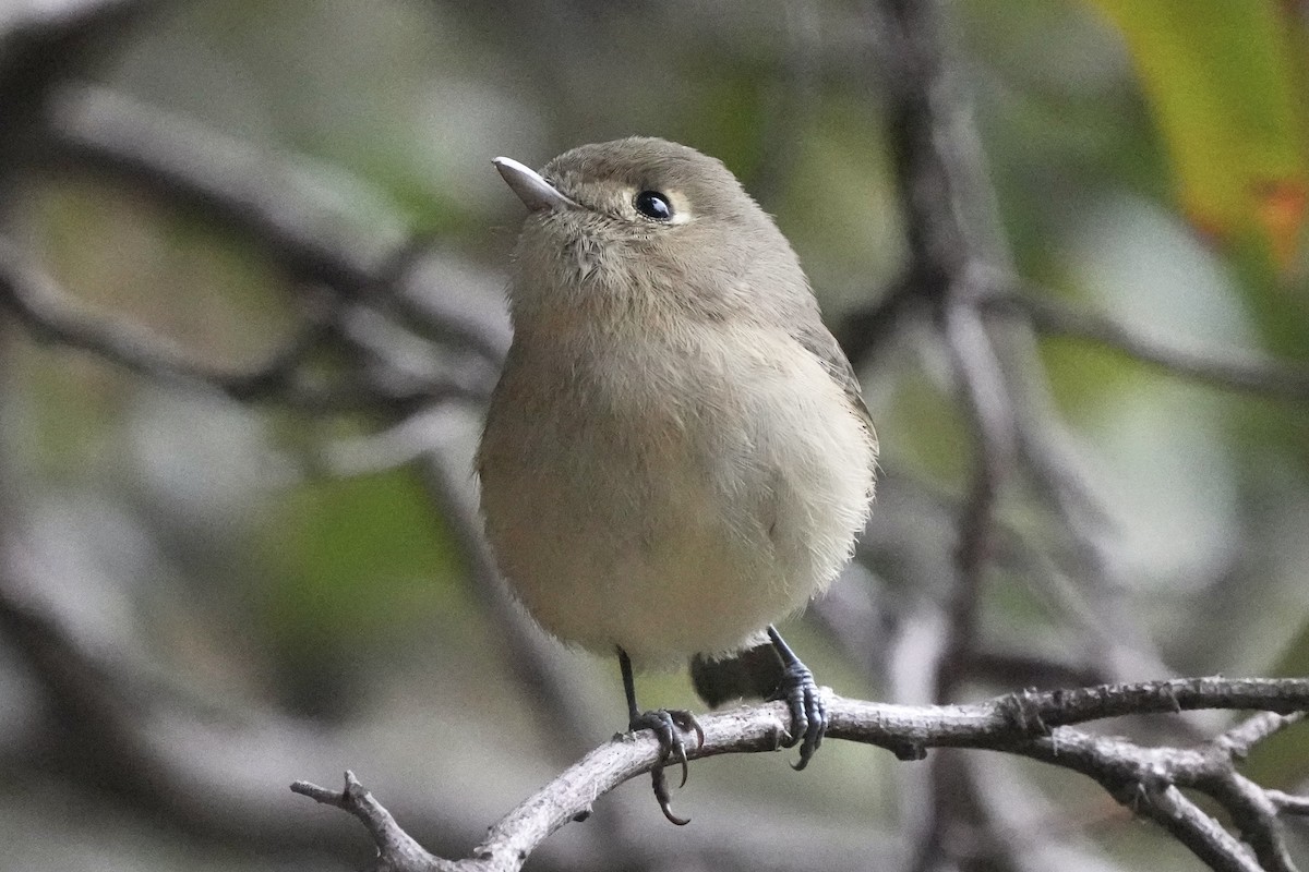 Короткоклювый виреон - ML646953763