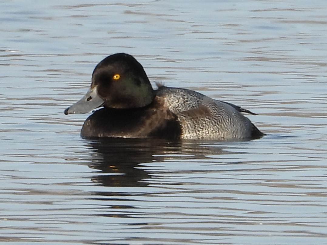 צולל בינוני - ML646953764