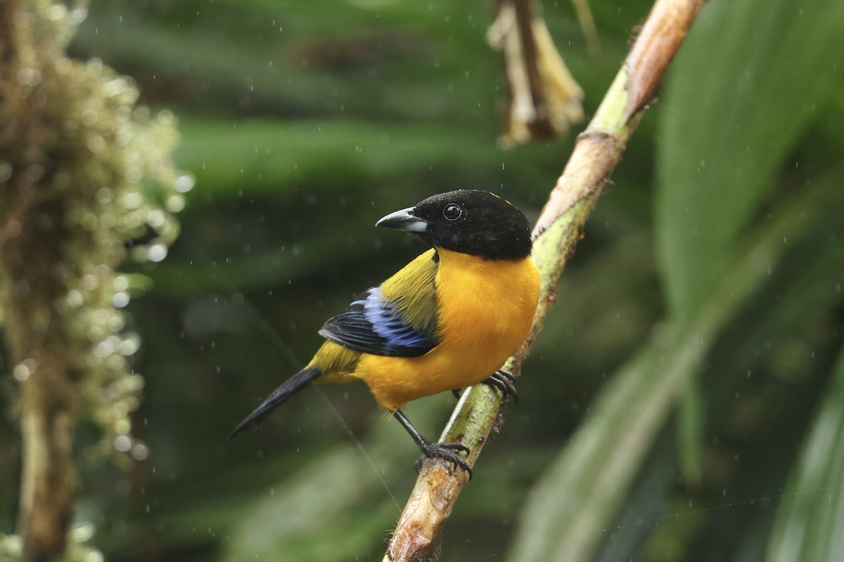 Schwarzkinn-Bergtangare - ML646953768