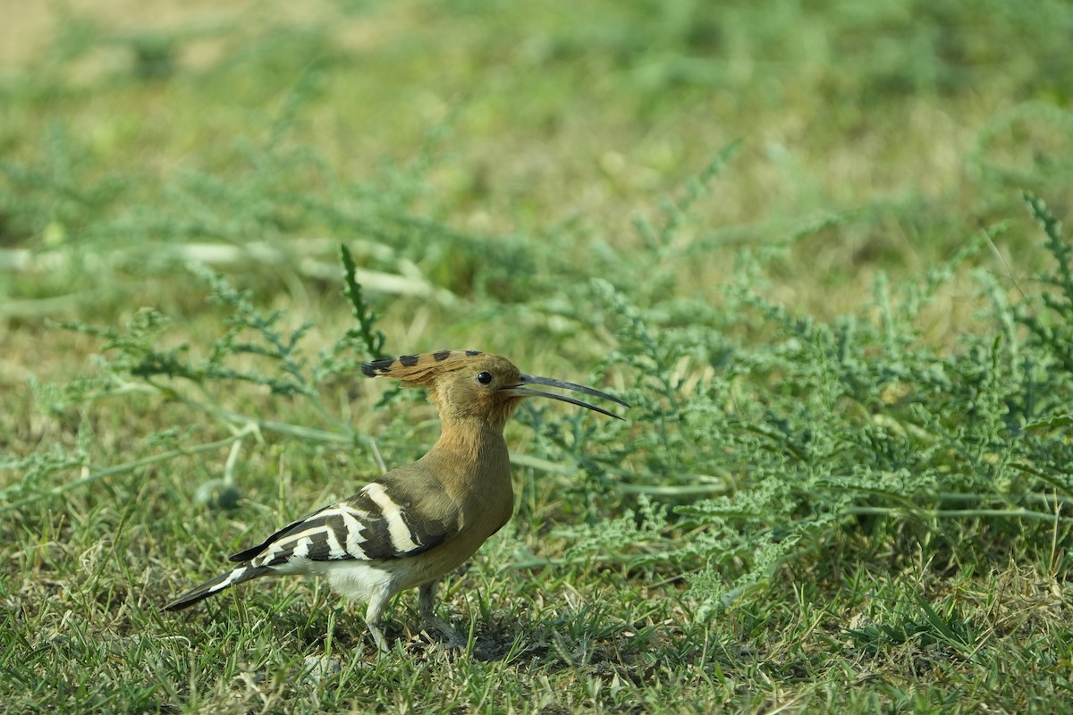 Common Hoopoe - ML646953775