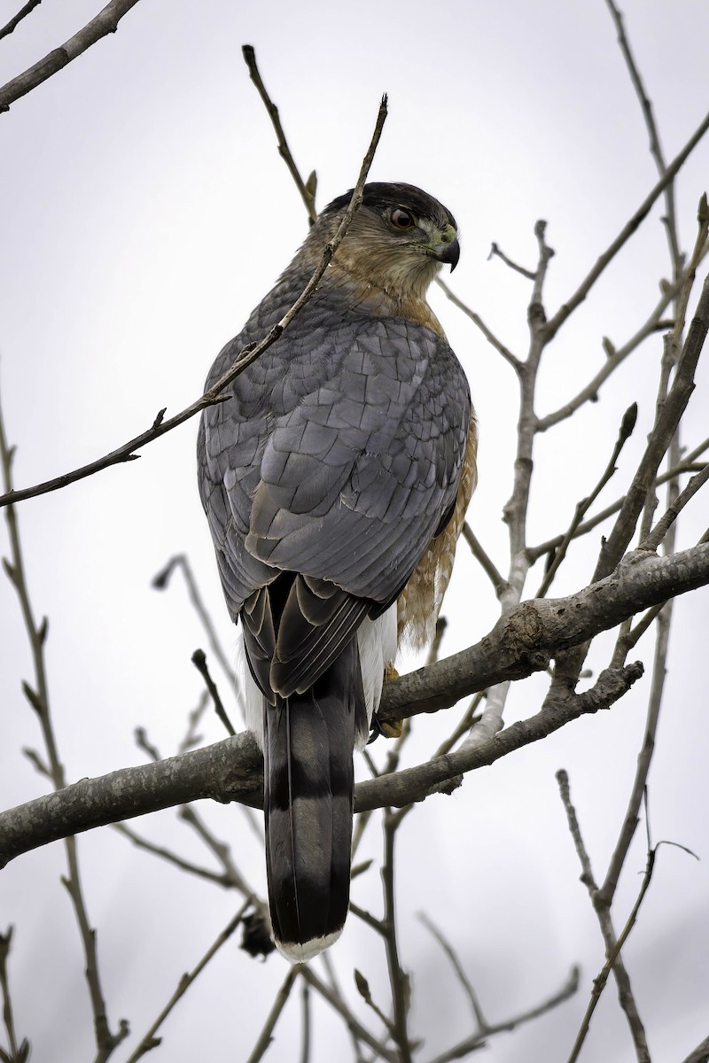 Cooper's Hawk - ML646953778