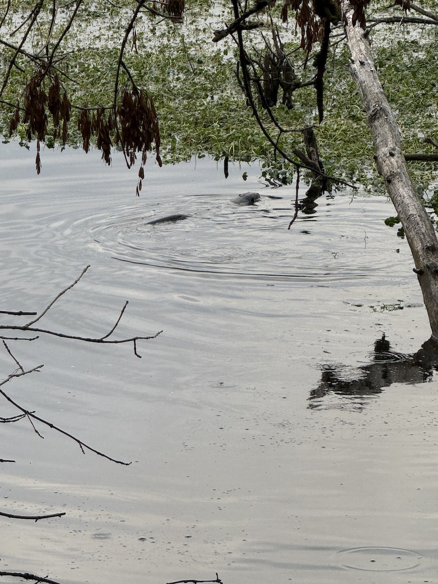 Animals - ML646953781