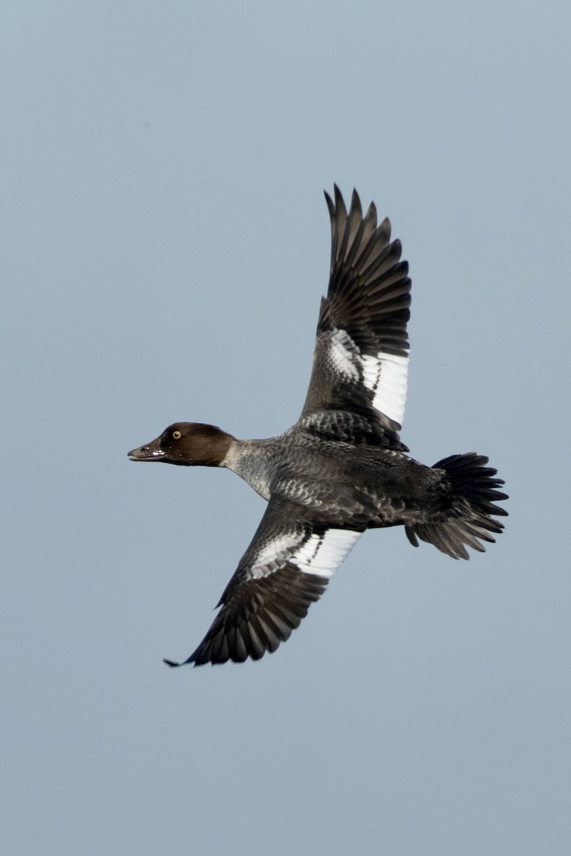 Common Goldeneye - ML646953782