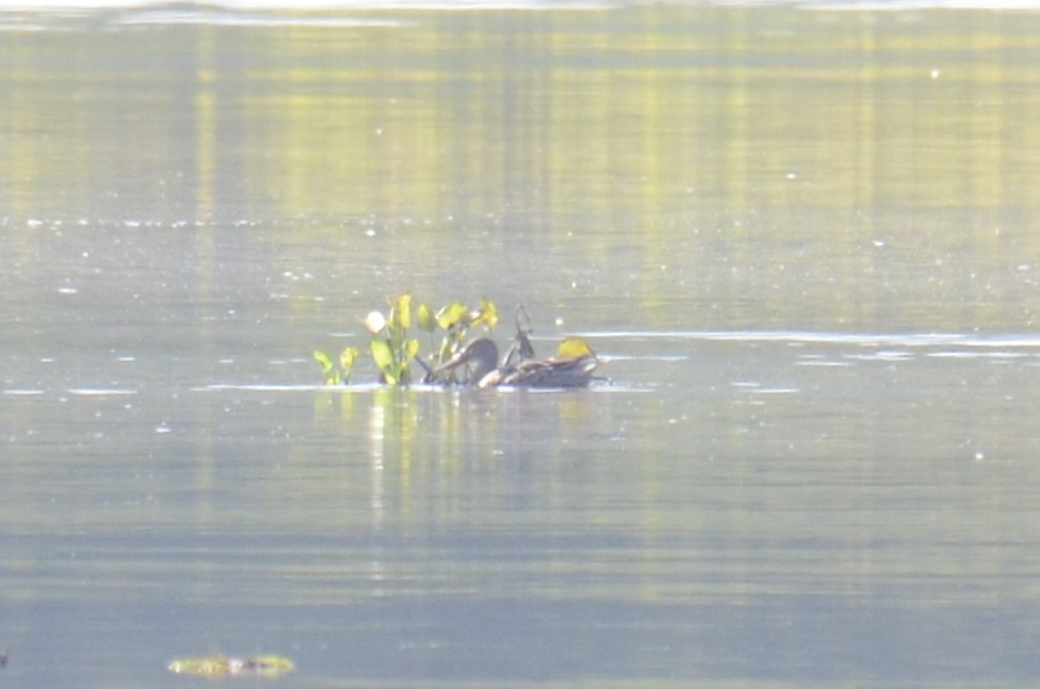 skjeand - ML646953783