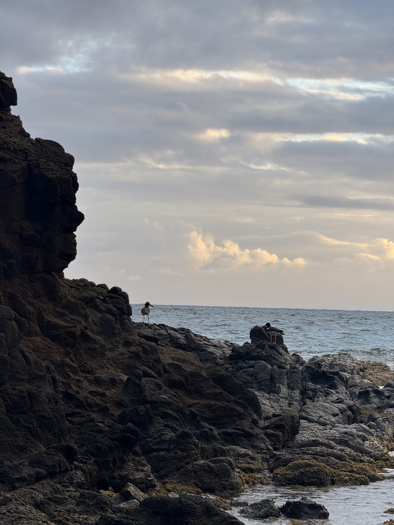 American Oystercatcher - ML646953784