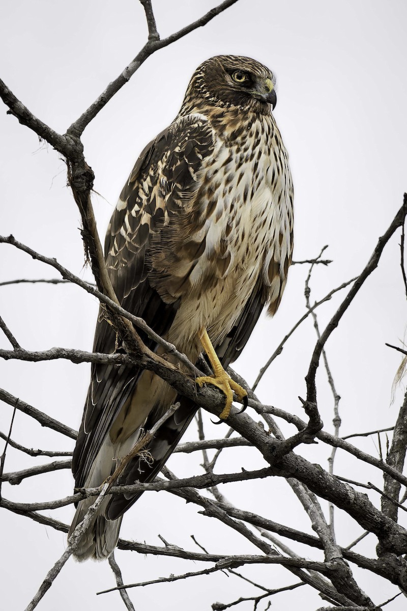 Northern Harrier - ML646953786