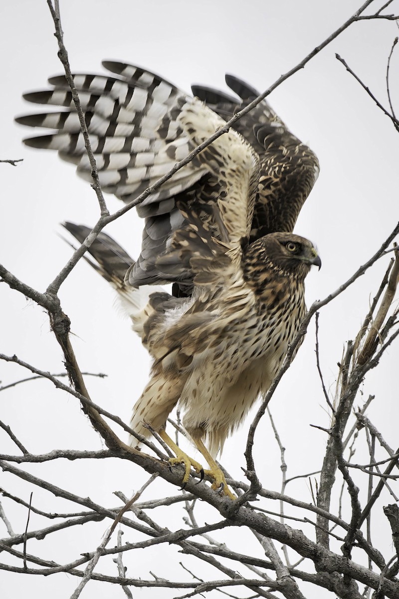 Northern Harrier - ML646953787