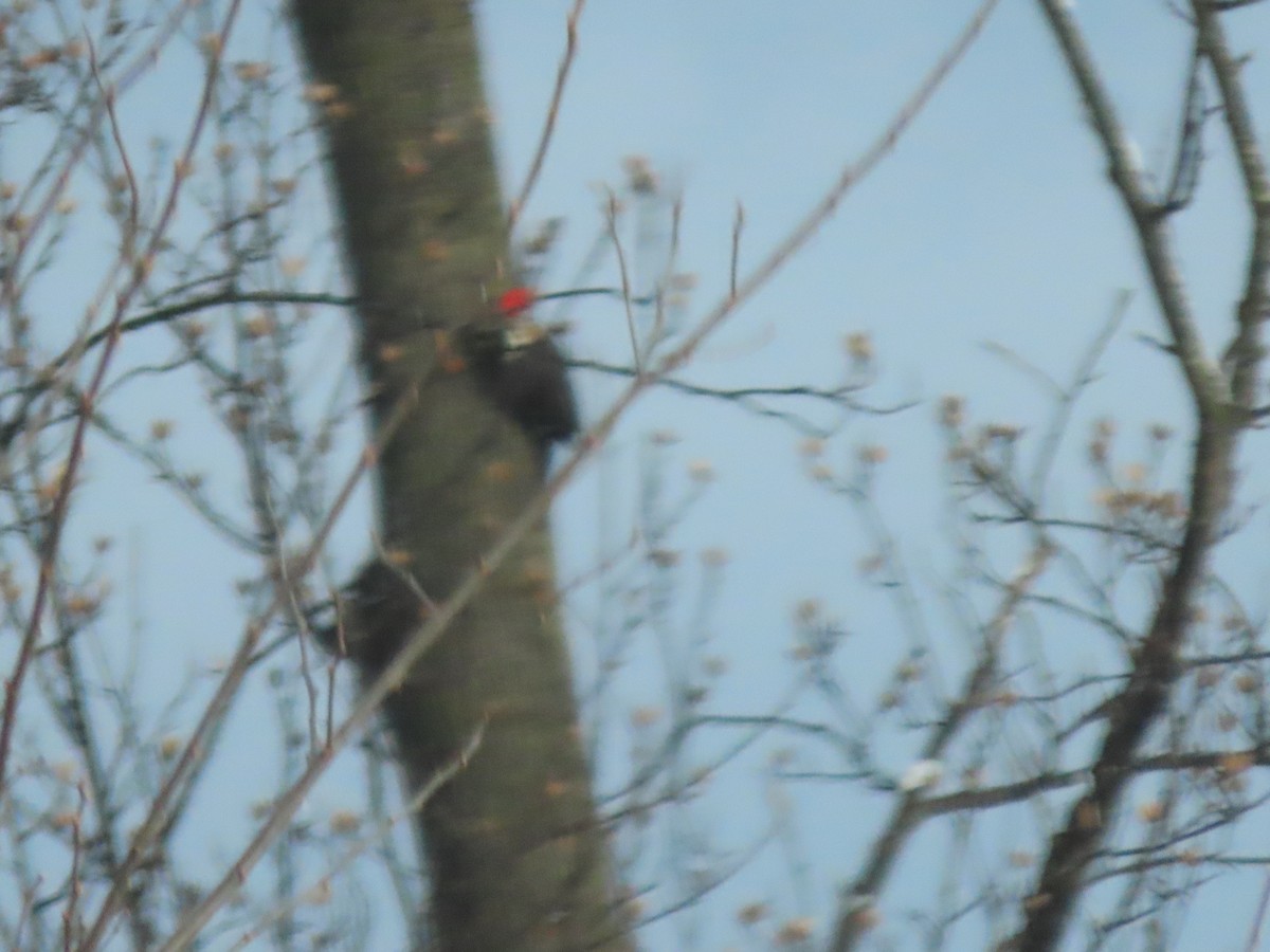 Pileated Woodpecker - ML646953789