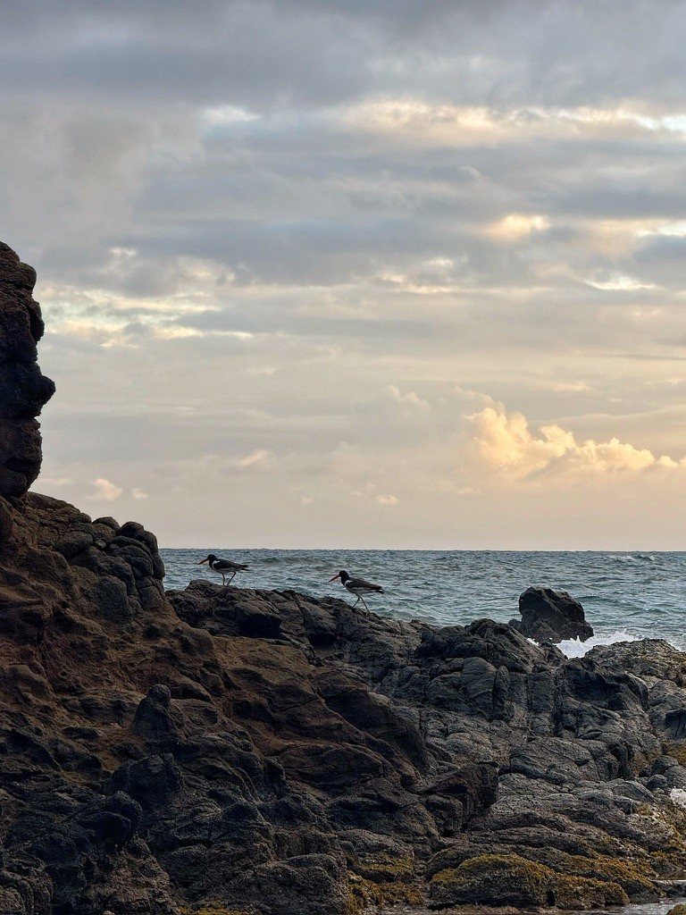 American Oystercatcher - ML646953790